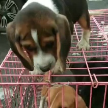 比格犬精品比格宠物犬喜欢可联系·………………………