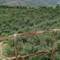 甘肃庆阳苹果