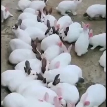 新西兰种兔