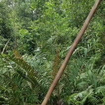 八角