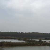 精养鱼塘虾塘蟹塘出租