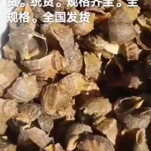 海螺