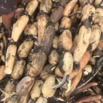 鄂莲6号上市，价钱随行就市，已经砍荷杆，后期无秀！