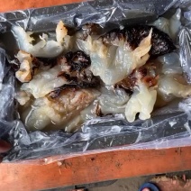 海蜇头，沙蛰头，批发酒店市场，各种价格质量得货都有