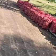 毛葱