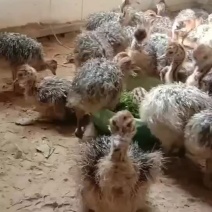 小活鸵鸟两只起邮驼鸟蛋新鲜