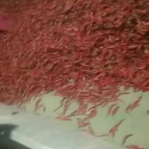 干辣椒