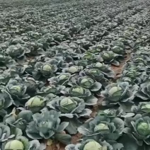 寿阳县圆包菜大量供应