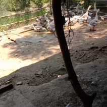 雁鹅