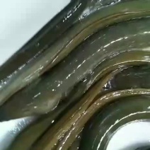 河鳗（价格以咨询为准，捡便宜的绕行）