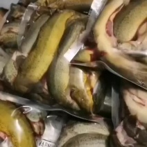 辽宁泥鳅鱼冷冻小泥鳅鱼大泥鳅鱼