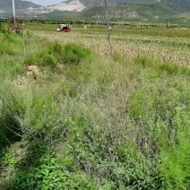红缨子高粱收购