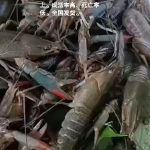 淡水澳龙