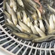 【好货】草鱼苗精品草鱼苗基地直供可送货上门可基地自提