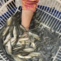 【推荐】草鱼苗精品鱼苗基地直供可送货上门可基地自提