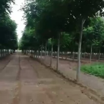 南栾8公分南栾10公分南栾12公分南栾苗圃直供