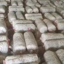 常年出售平菇榆黄蘑出菇菌包