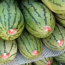 内蒙精品沙漠瓜