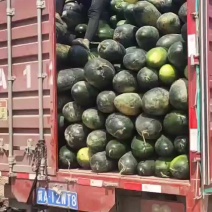 黑皮冬瓜，量大，大量上市