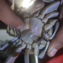 大闸蟹
