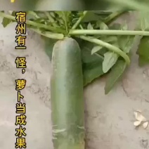 宿州高滩水果萝卜
