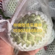释迦林檎果现摘现发