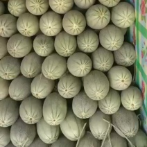 廊坊小蜜25号大量有货！产地直发，量大从优！
