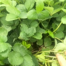 冬季草莓苗假植亩出售