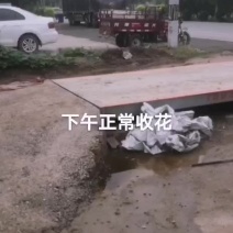 精品韭菜，韭花