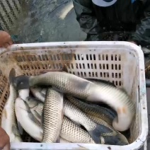 草鱼