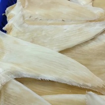 鱼翅