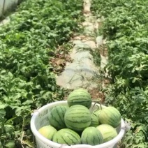 帅童无籽西瓜吊瓜