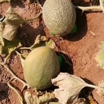 西周蜜