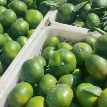 柑桔