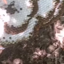 红娘。金环蜂蛹