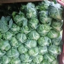 牛心甘蓝