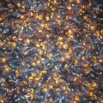 胡蜂