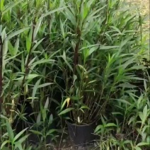 翠芦莉，规格齐全。量大从优。保质保量，欢迎来电