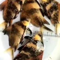 胭脂鱼苗-生长速度快-抗病力强-品种优良，全国发