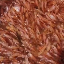 红罗非鱼苗-生长速度快-抗病力强-品种优良，全国