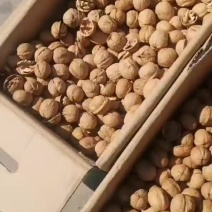 新疆纸皮核桃，皮薄肉厚，大量有货，欢迎选购。