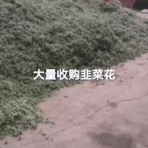 大量收购韭菜花