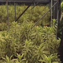 精品百合竹，大量现货待嫁