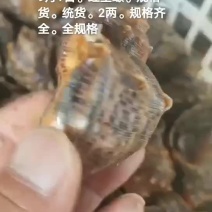 海螺