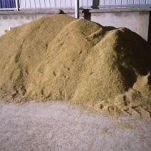 大量出售各种水稻，泰香优390，宜香优2115，优质稻。