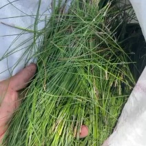 西昌市松针石榴保鲜神器