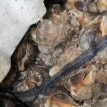 红里海螺