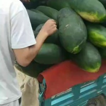 基地黑皮冬瓜接单中皮毛好地板光顾
