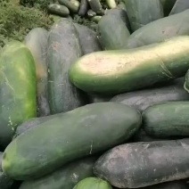 黑皮冬瓜条型好皮毛亮底板平整欢迎各地客商