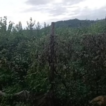 河南南阳方城博望坡万亩黄金梨基地好货大量供应！